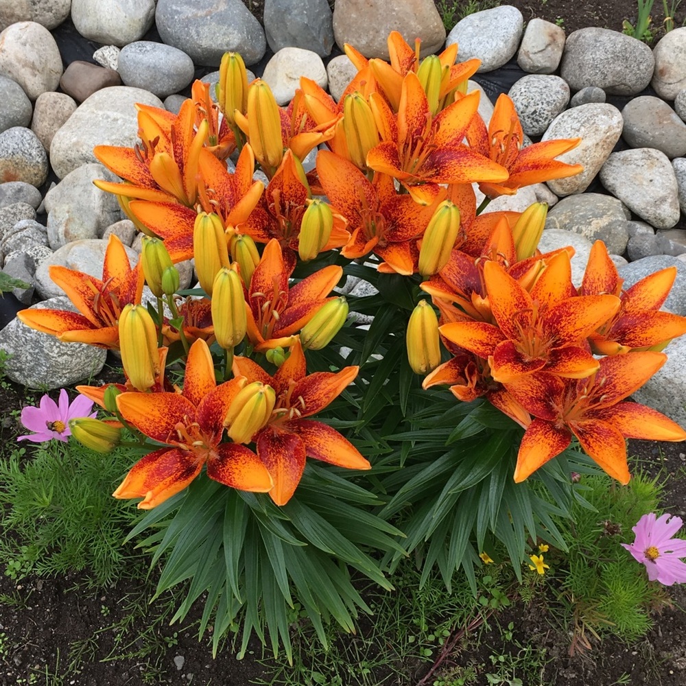 Meet your Posher, April